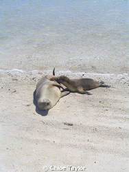 Tiny pup suckling from his mum, so adorable. Abrolhos Isl... by Chloe Taylor 